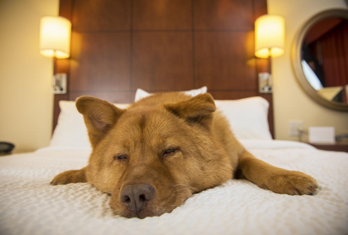 Pet Friendly Hotel Chains Worth Checking Out LifestyleAlive