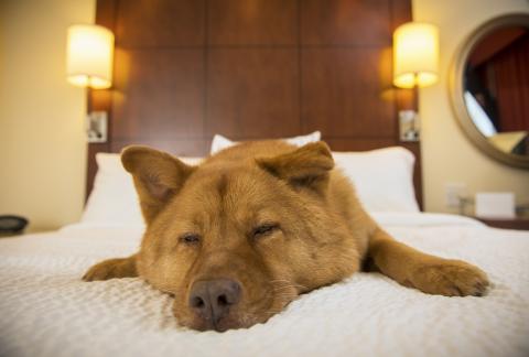 square of Pet Friendly Hotel Chains Worth Checking Out