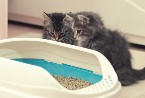 square of The Litter Box is a Crucial Part of Any Cat's Home and Lifestyle