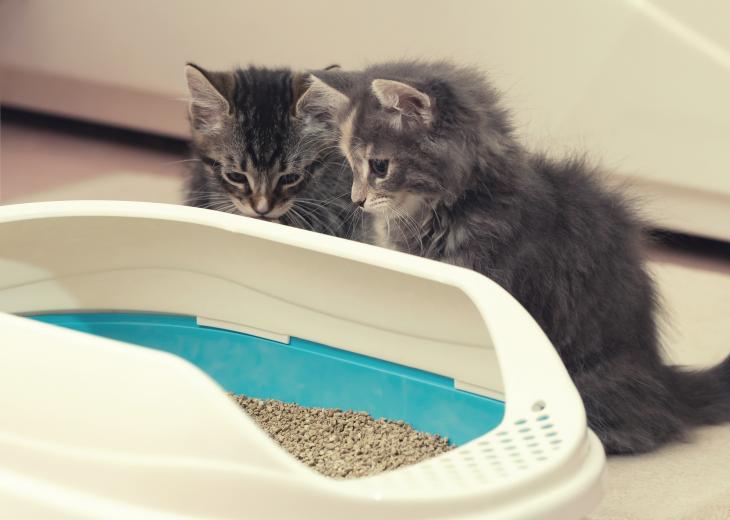 thumbnail of The Litter Box is a Crucial Part of Any Cat's Home and Lifestyle