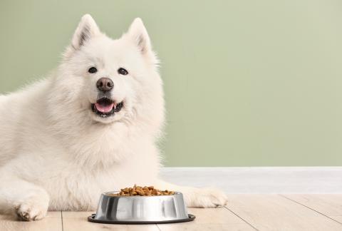 square of Your Dog Deserves The Very Best When it Comes to Their Food