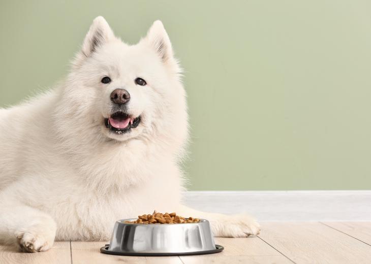 thumbnail of Your Dog Deserves The Very Best When it Comes to Their Food